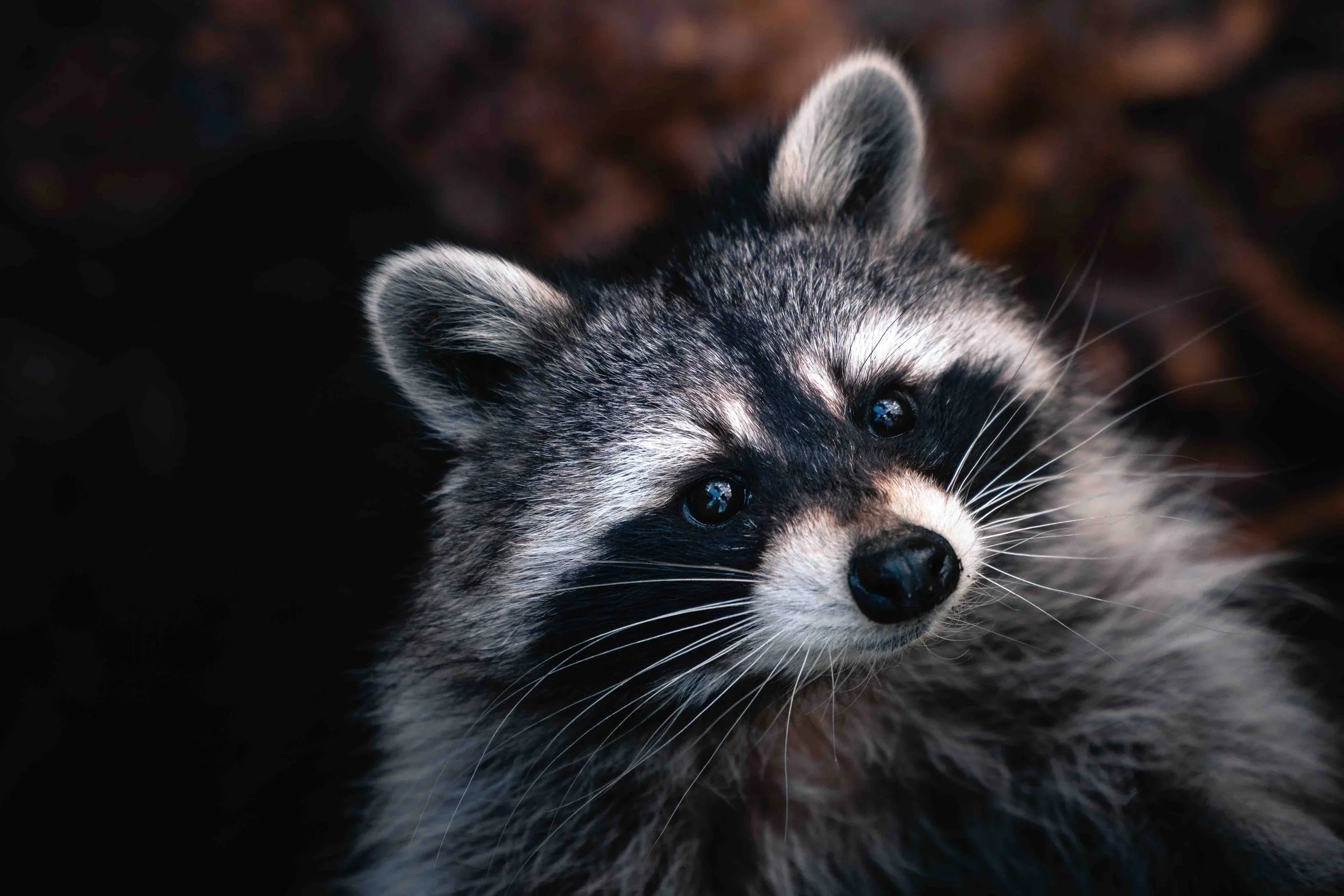 Animals Hiding in Your Home This Winter
