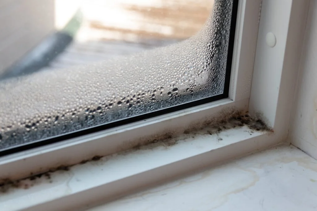 Mold in the Home: A Common Problem in Spring 4-4-24