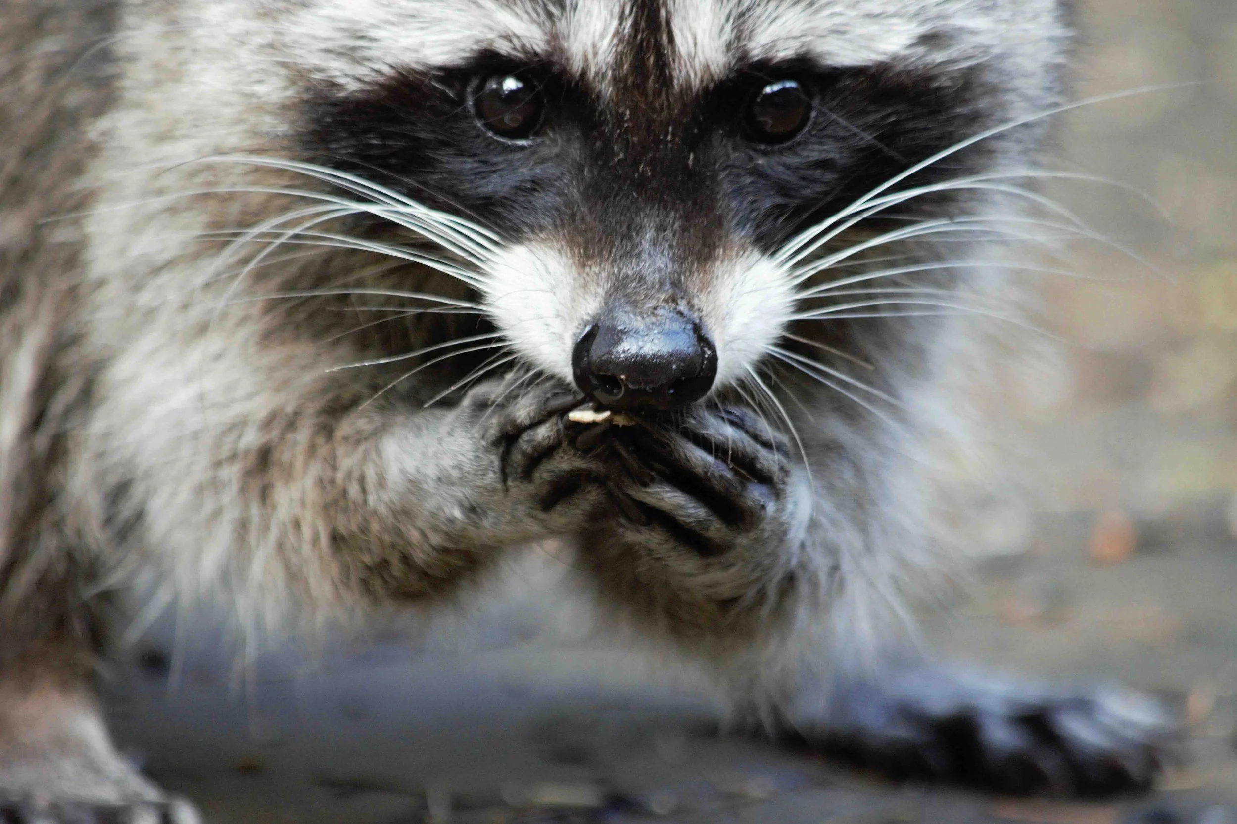 Winter’s Unwanted Houseguests: Animals in Your Home