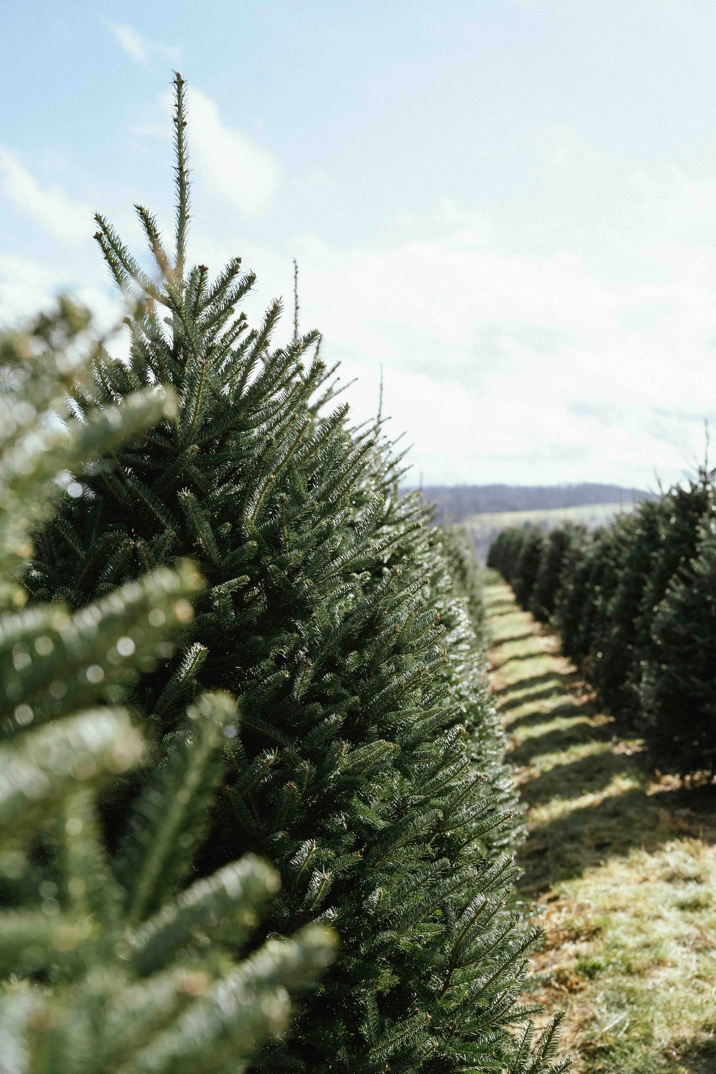 Choosing the Perfect Christmas Tree