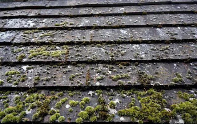 Is Fall Mold Creeping Onto Your Roof