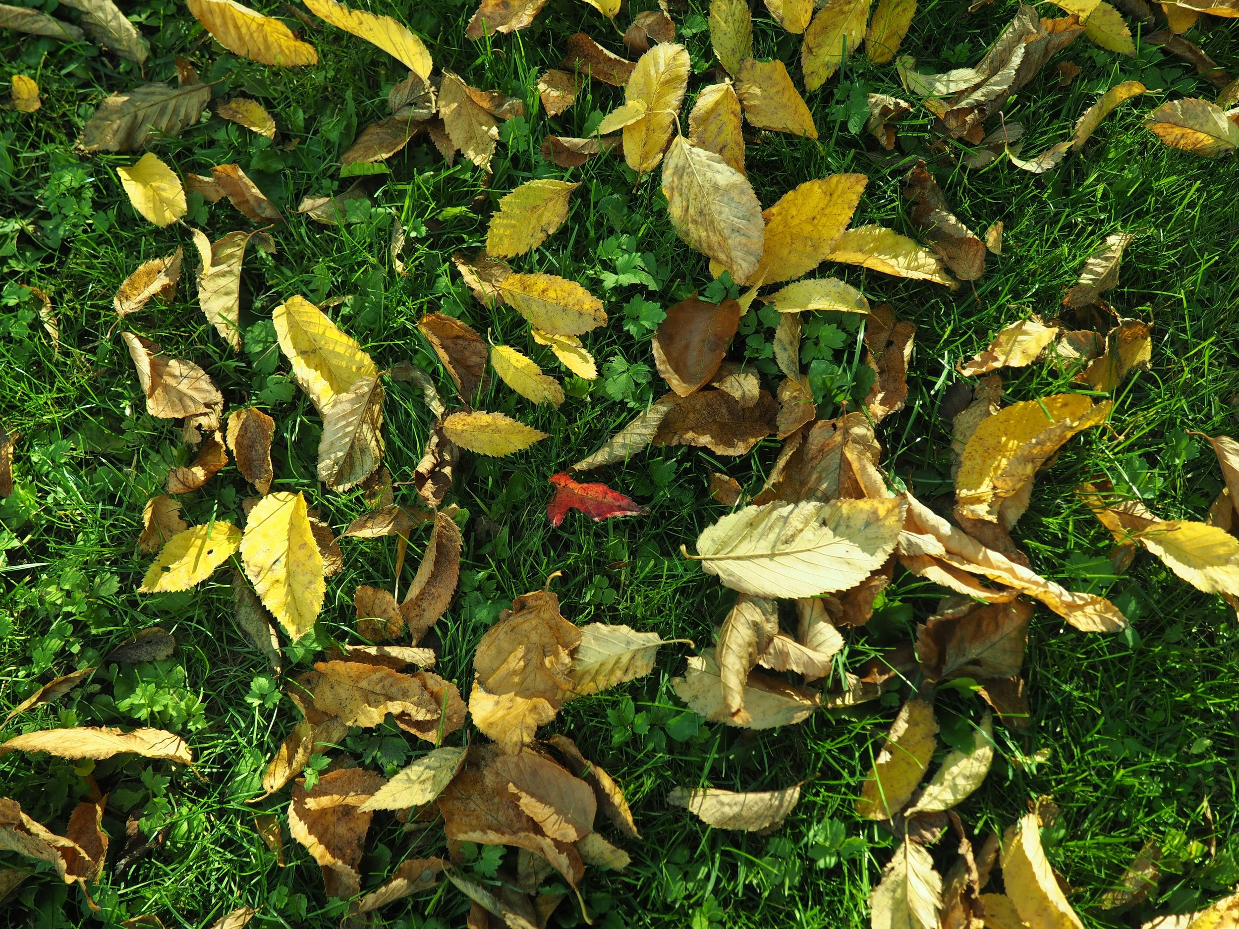 Tackle Fall Leaves the Smart Way