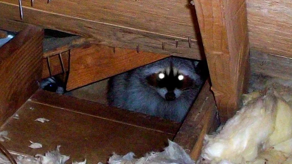 Unwanted&nbsp; Holiday Houseguests&nbsp;