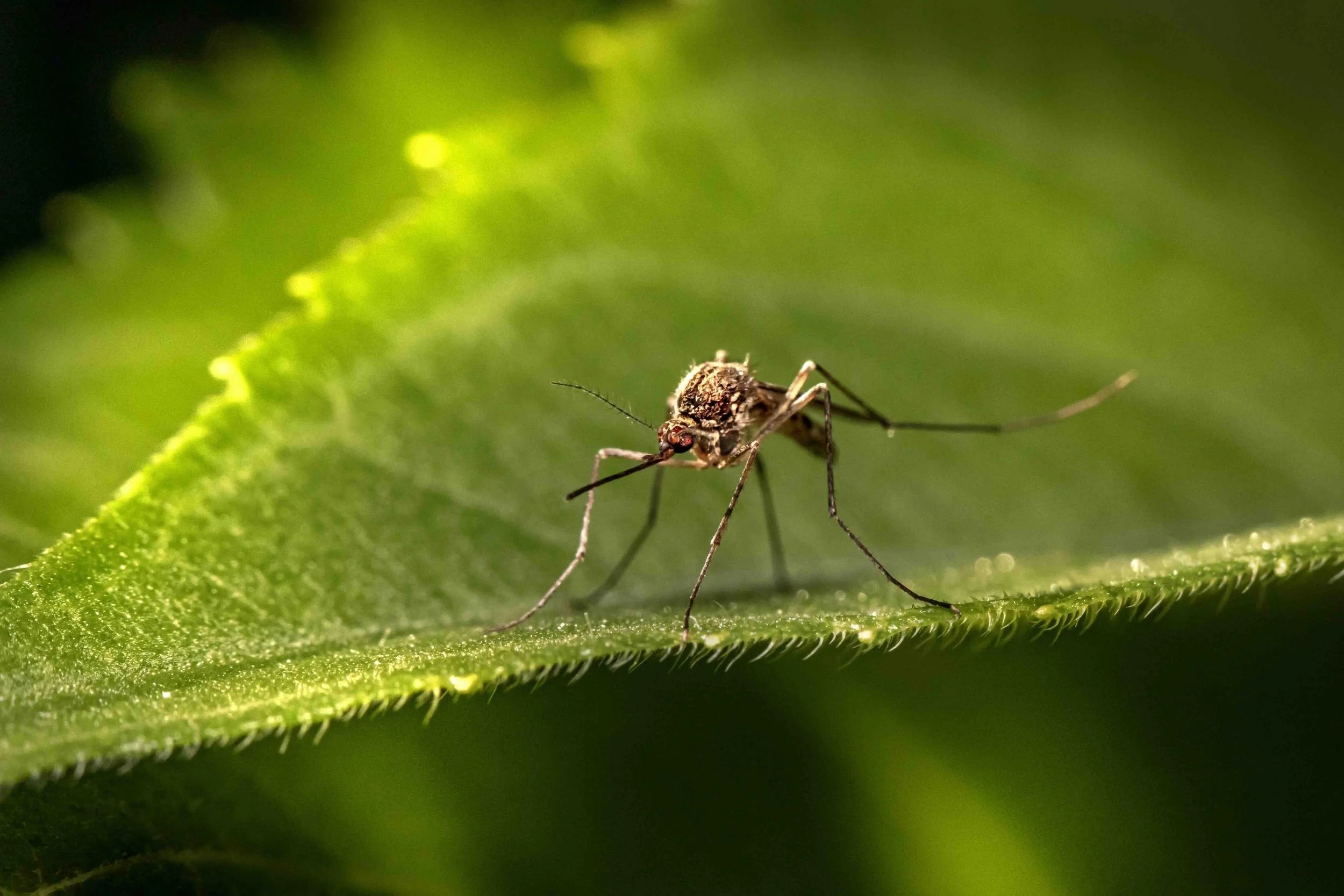 Mastering Mosquitos in Your Yard&nbsp;