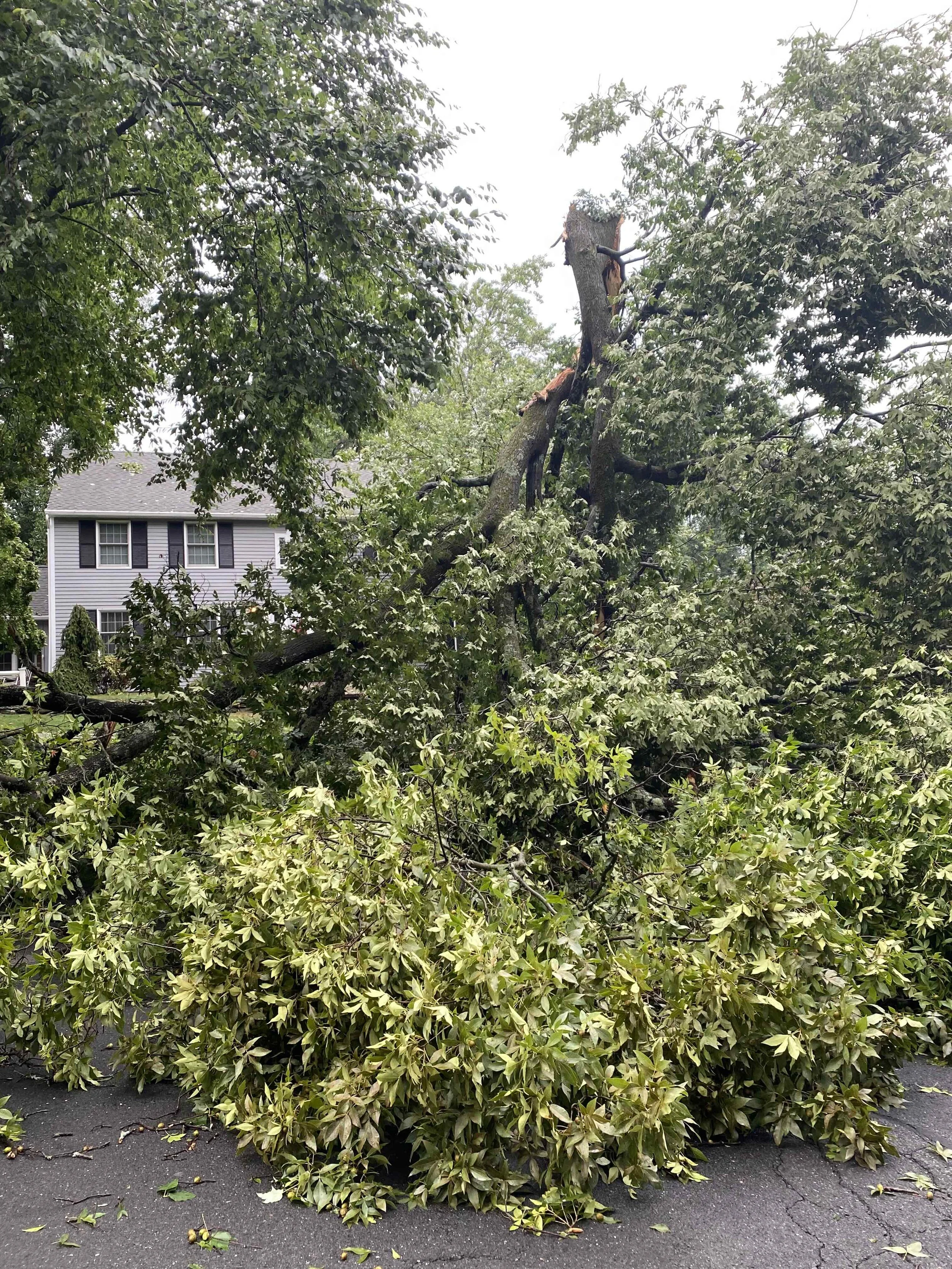      

 
   If your neighborhood looked anything like ours after last week’s storms, you’ve probably spent more time than you planned dragging branches to the curb, filling yard waste bags, or listening to chainsaws in the distance.  Central Connecti