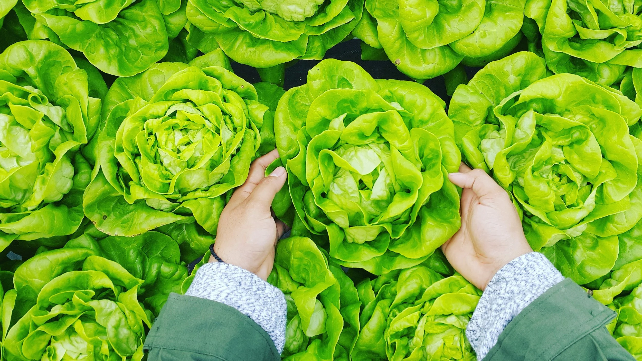 A Second Chance at Gardening