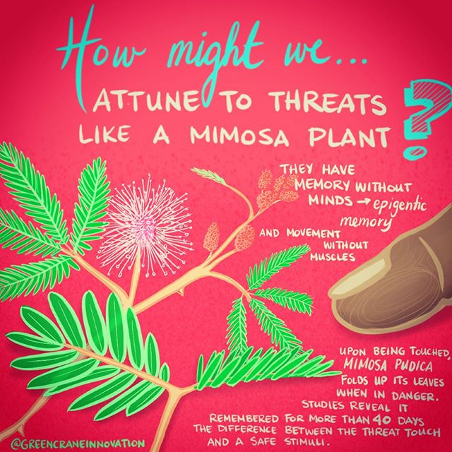 Memory without minds... Movement without muscles... plant intelligence!! #inktober2019 Day 002: MINDLESS 
#biomimicry #inktober #biomimicrydesign #designthinking #howmightwe #plants #mimosa #mimosapudica #nature #problemsolving #problem #solving #cli