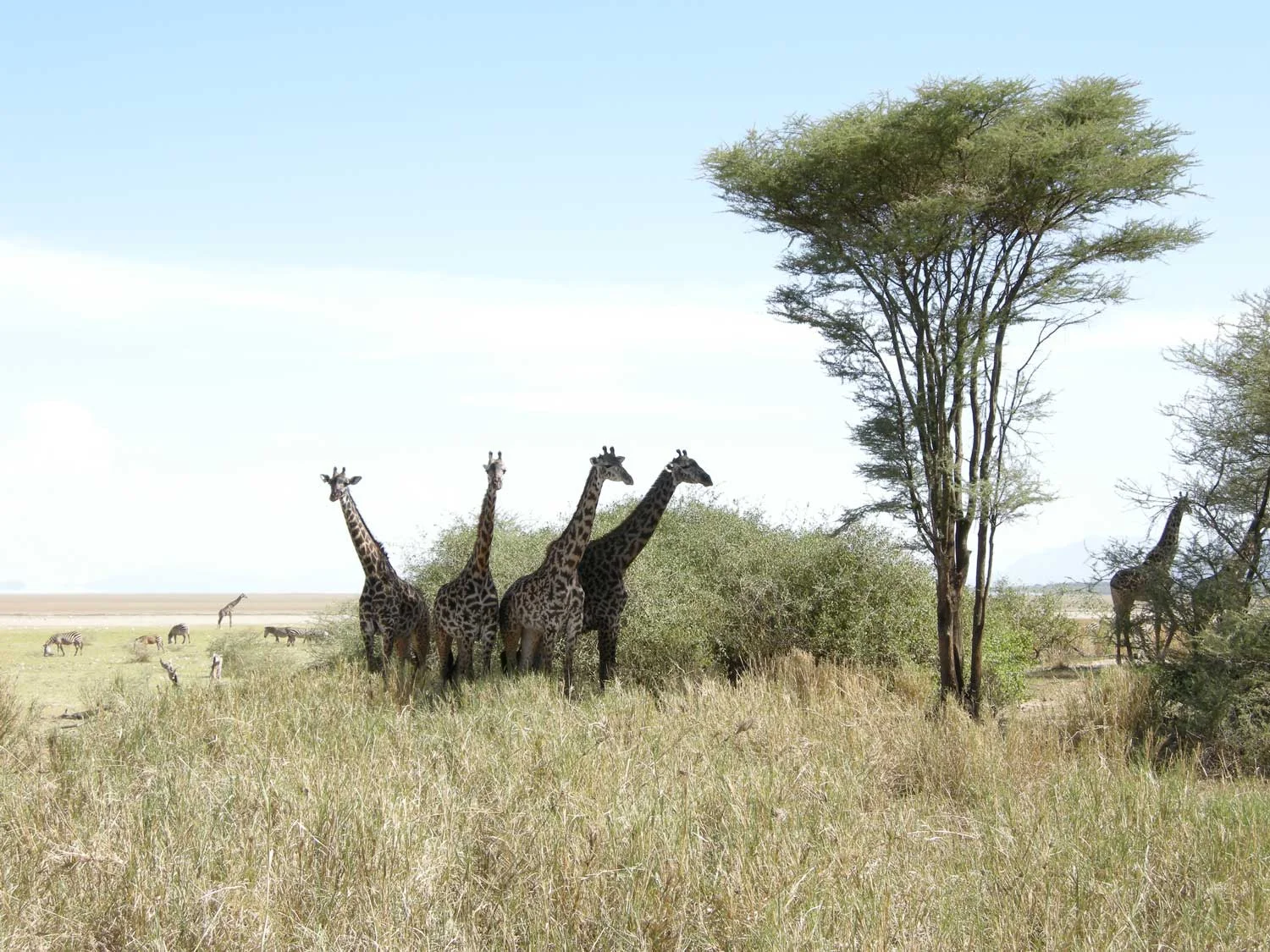 Manyara.jpg