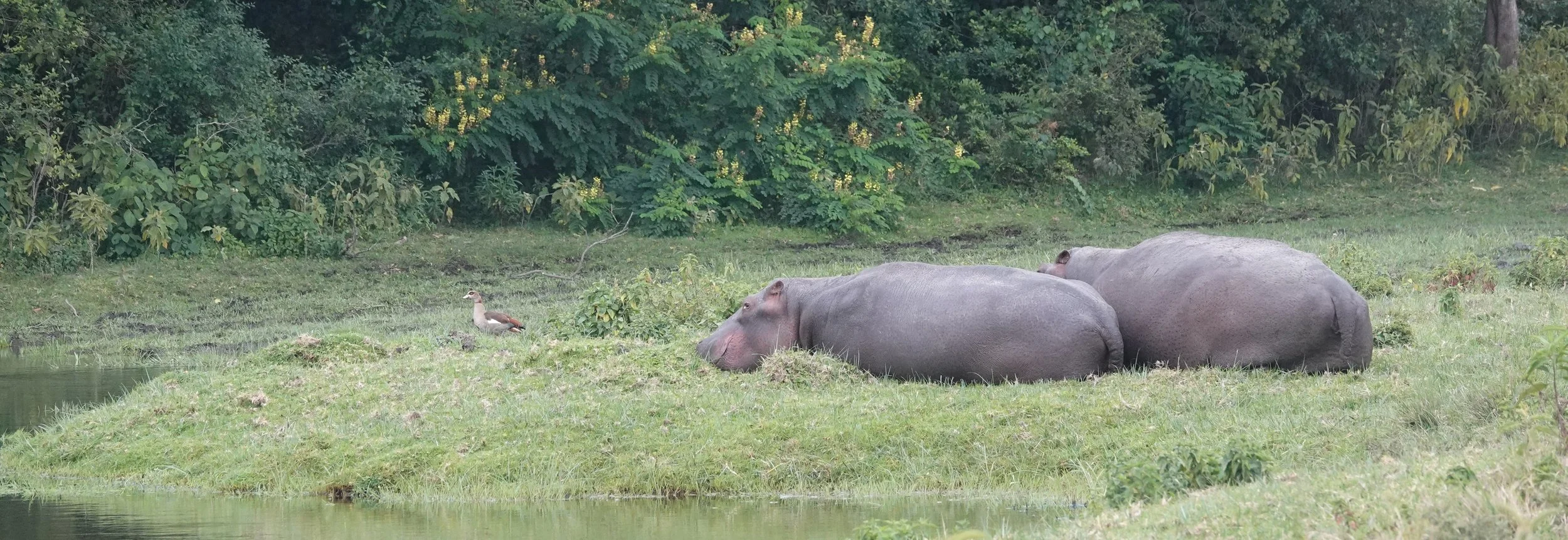 Hippos.jpg