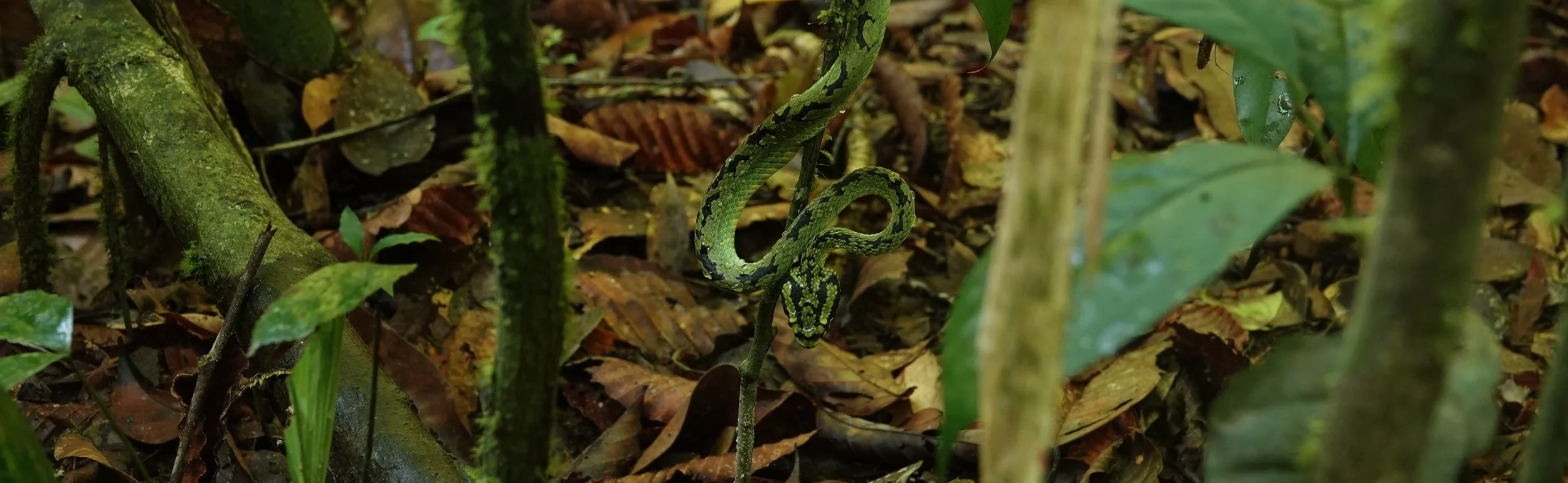 Green viper.jpg