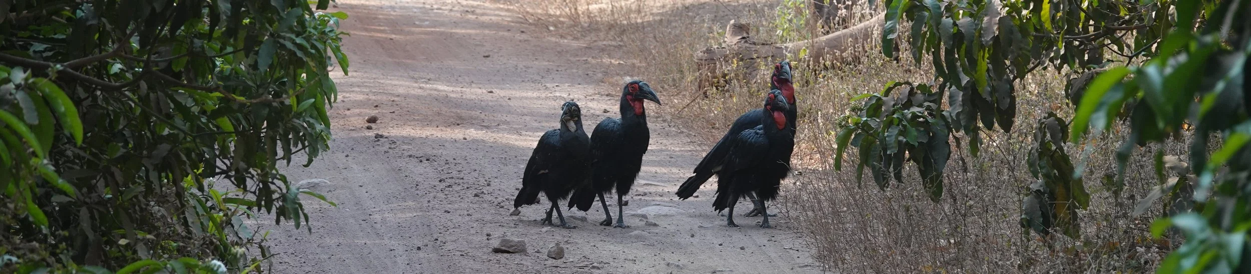 Ground hornbill.jpg