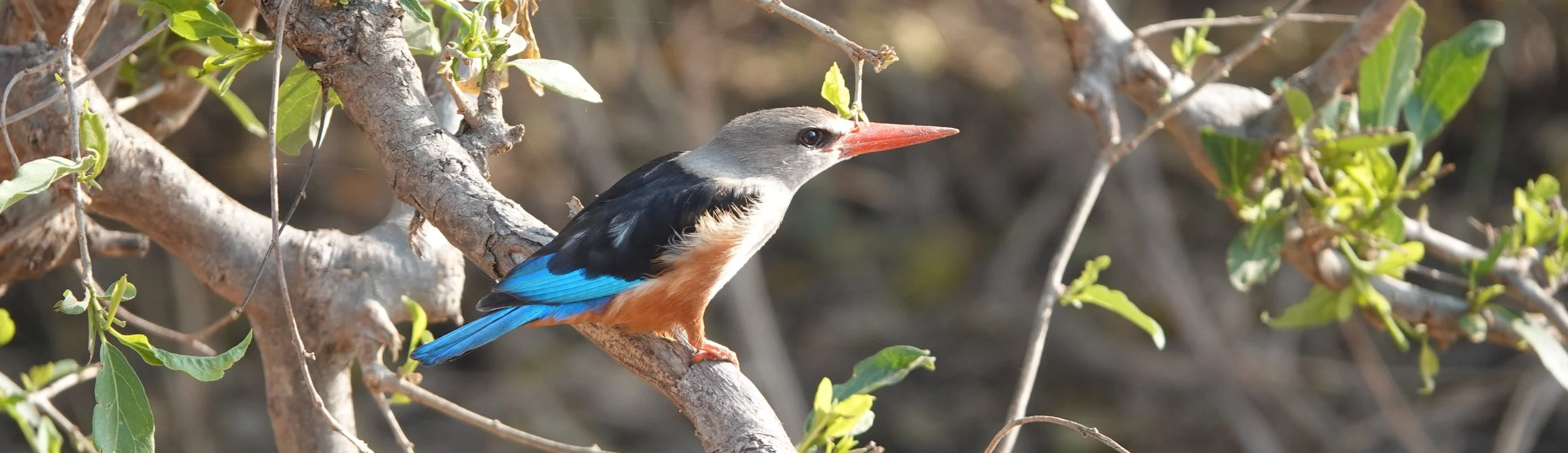 Kingfisher.jpg