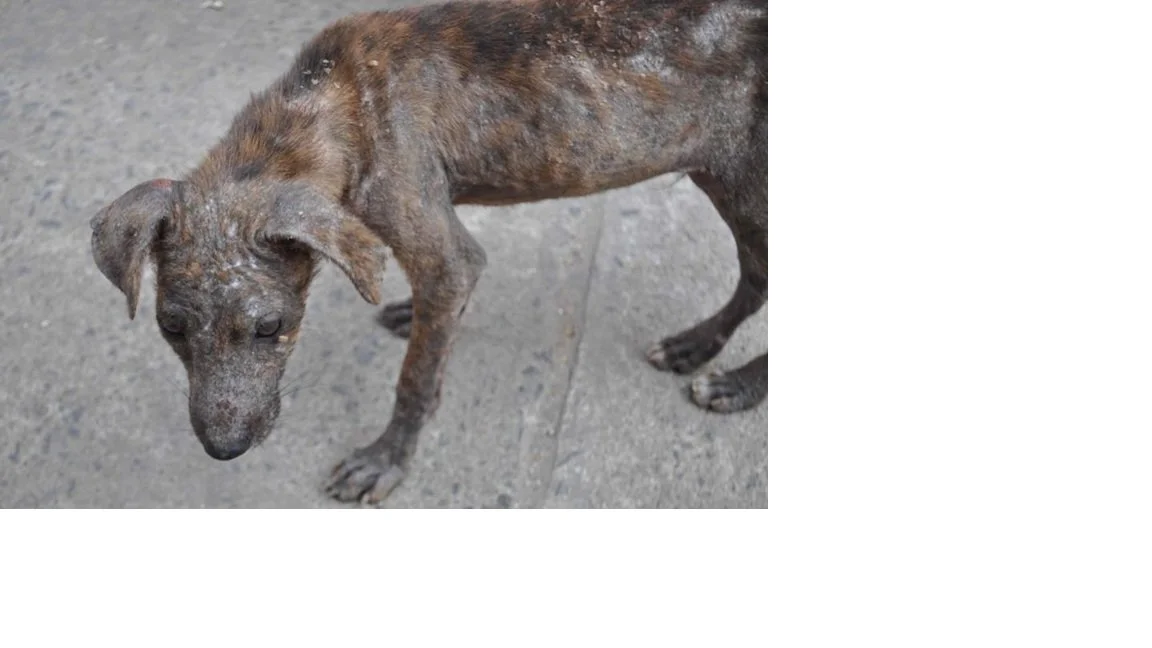 Syk hund.jpg