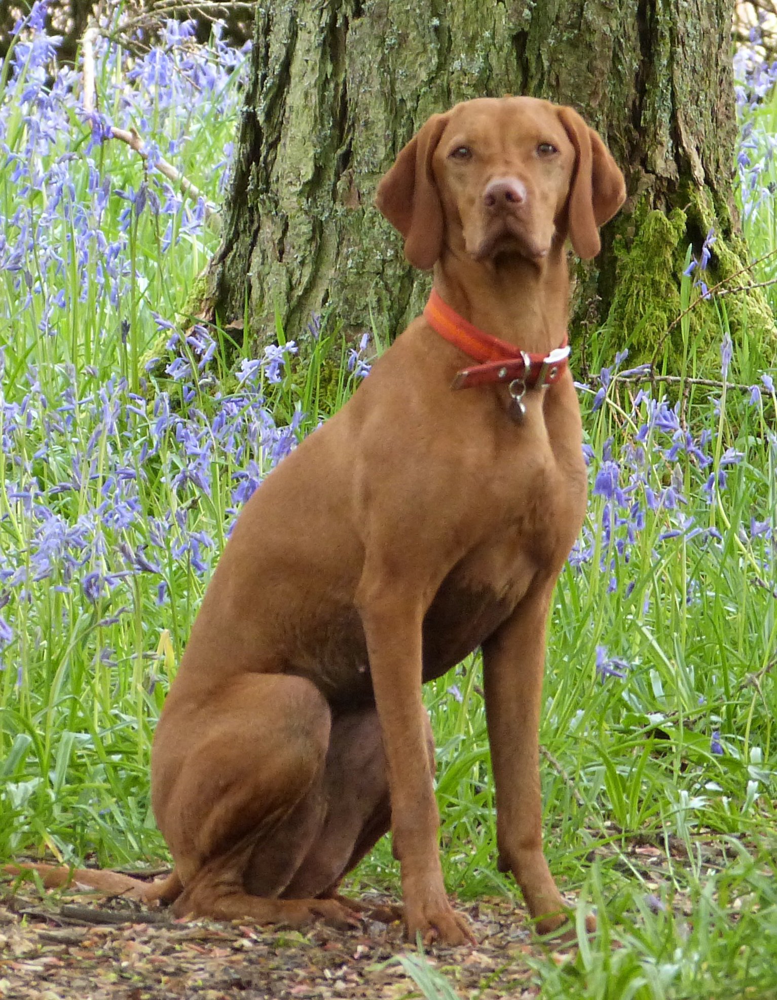 Ellie