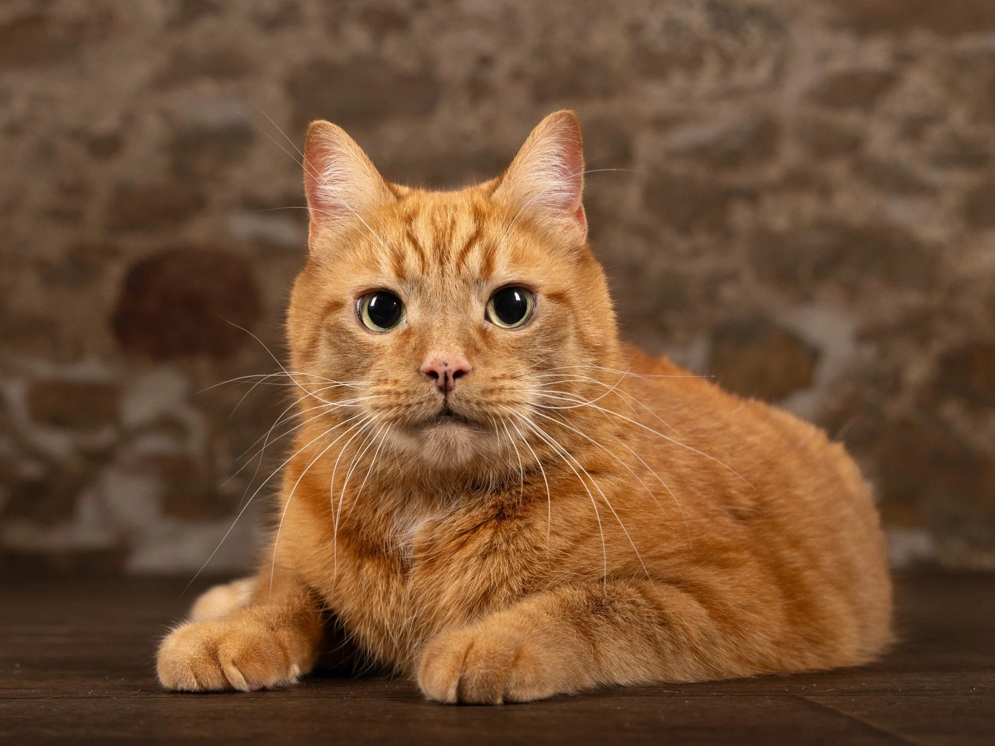 Riley cat toileting issues peeing and pooing outside tray