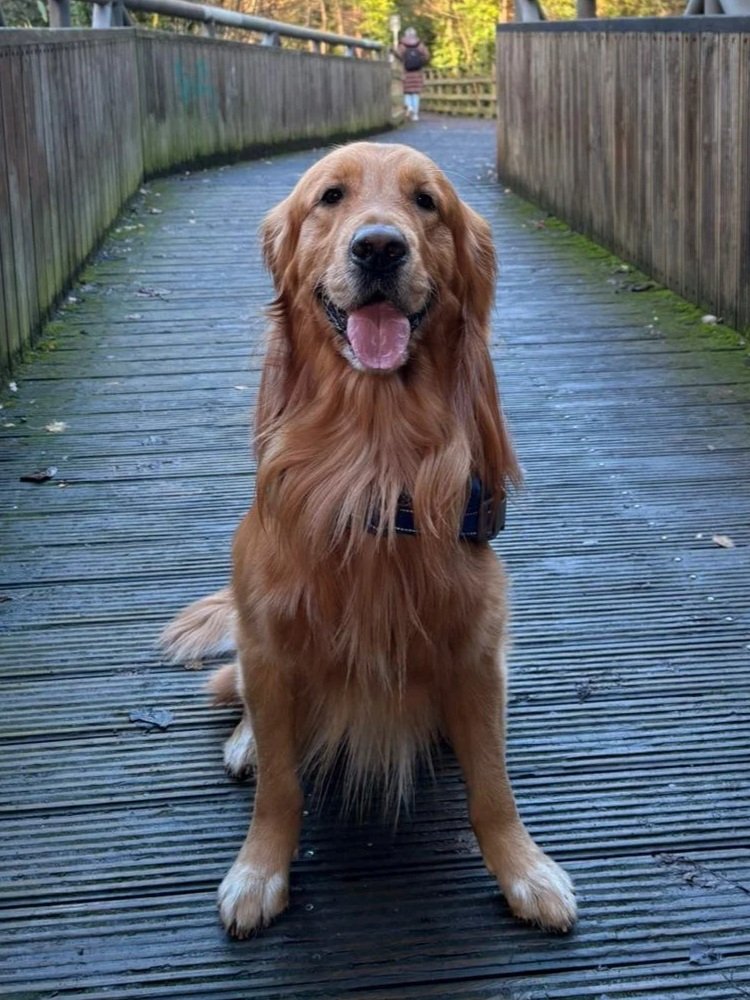 Dog separation anxiety behaviourist