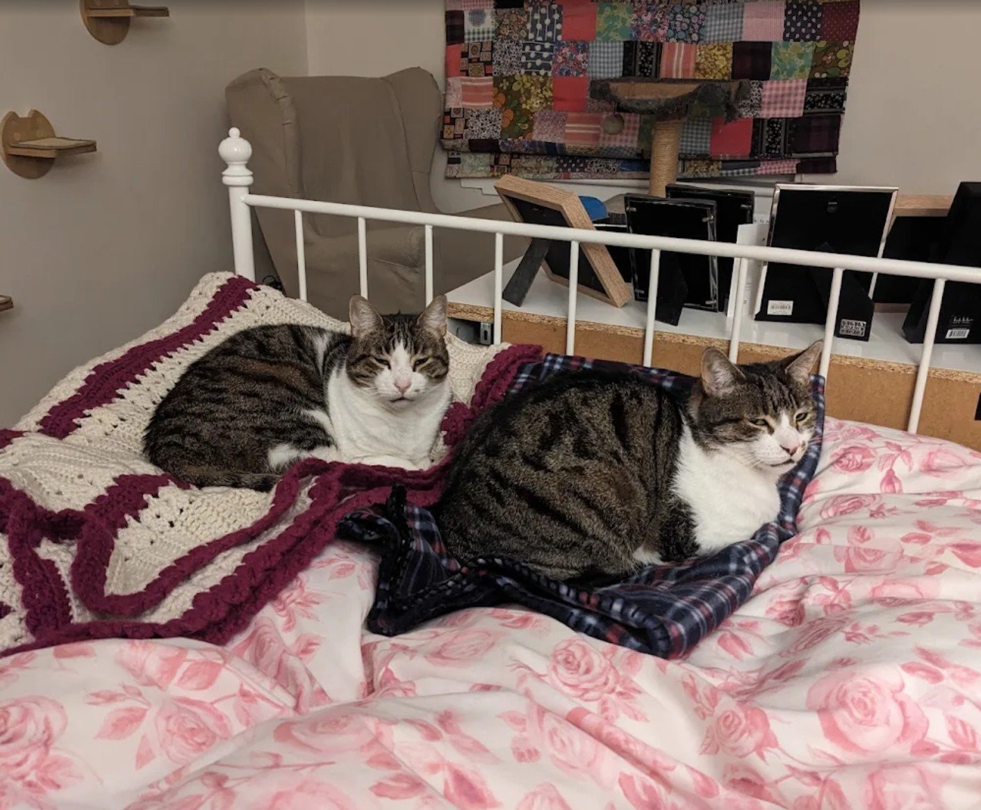 Two cats fighting within home and overgrooming