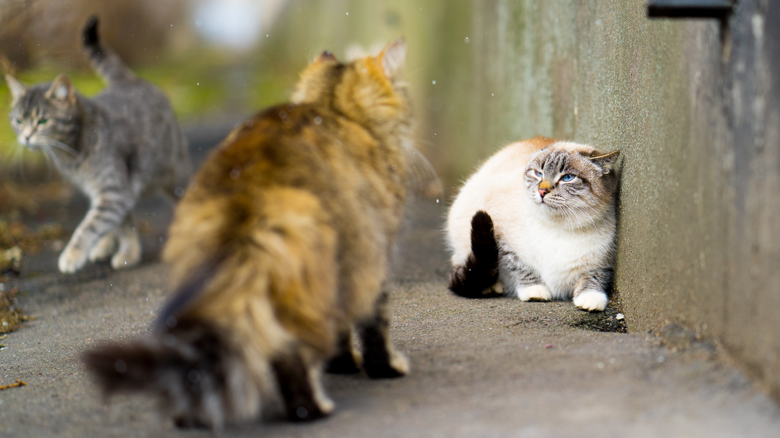 cat tension2.png