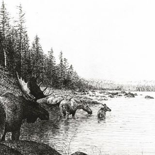 &quot;Allagash Moose&quot; etching--check it out in the e-store! (Can be reached through link on profile). #moose #art #etching #artist #allagash #wildlife #nature ⭐️