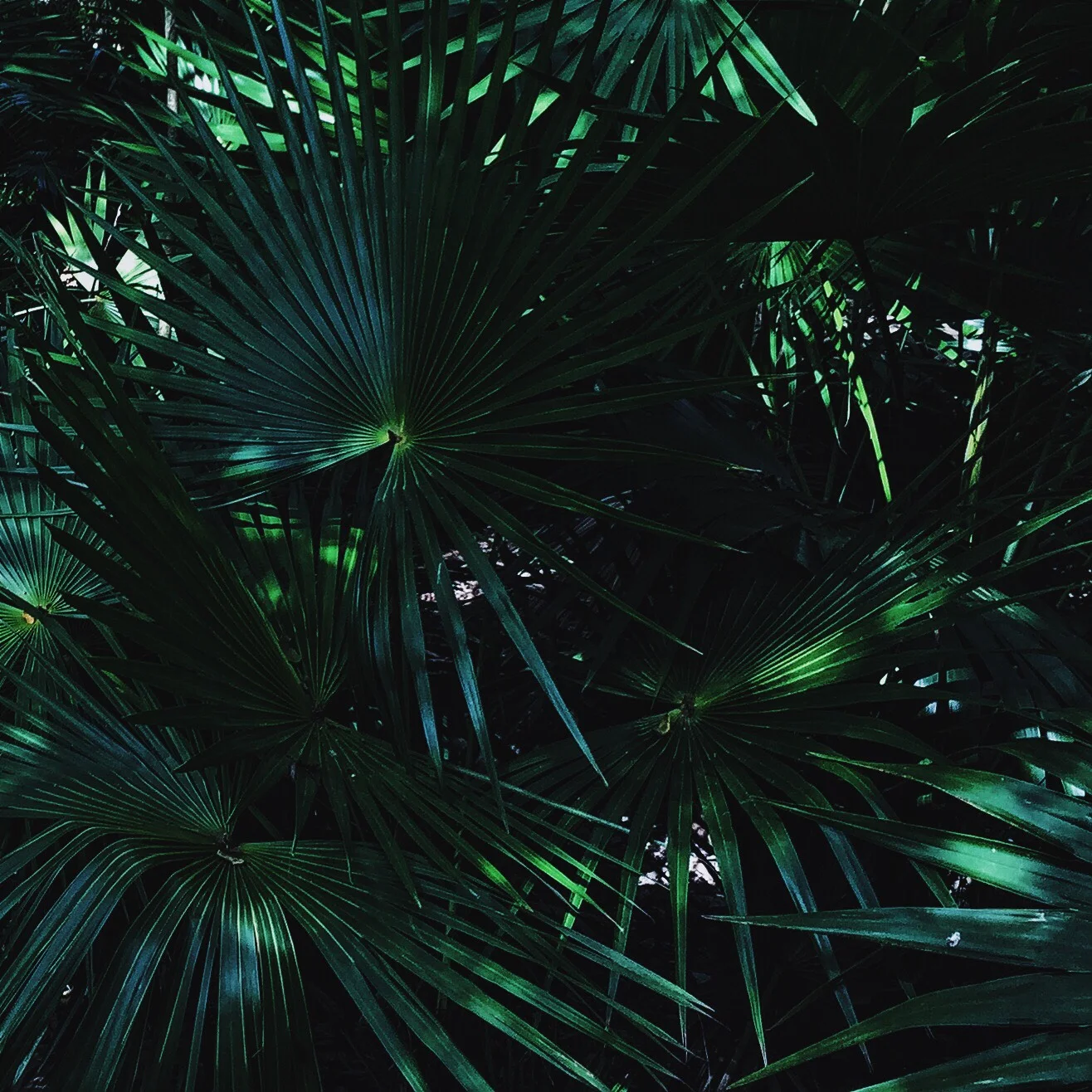 Olga Montserrat twelveofour Casa Violeta Tulum.jpg