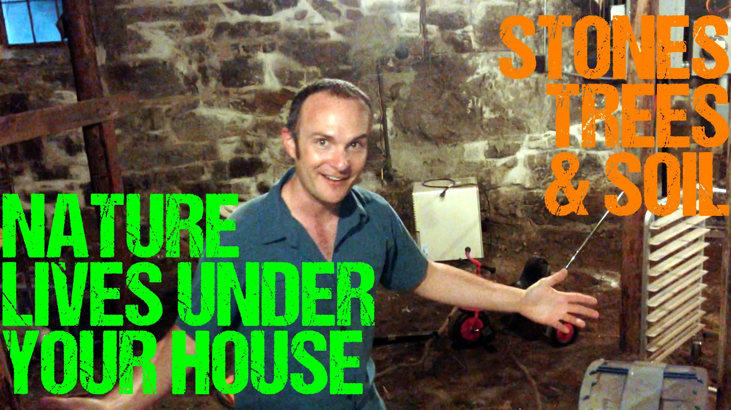 18th Century Basement Inspection