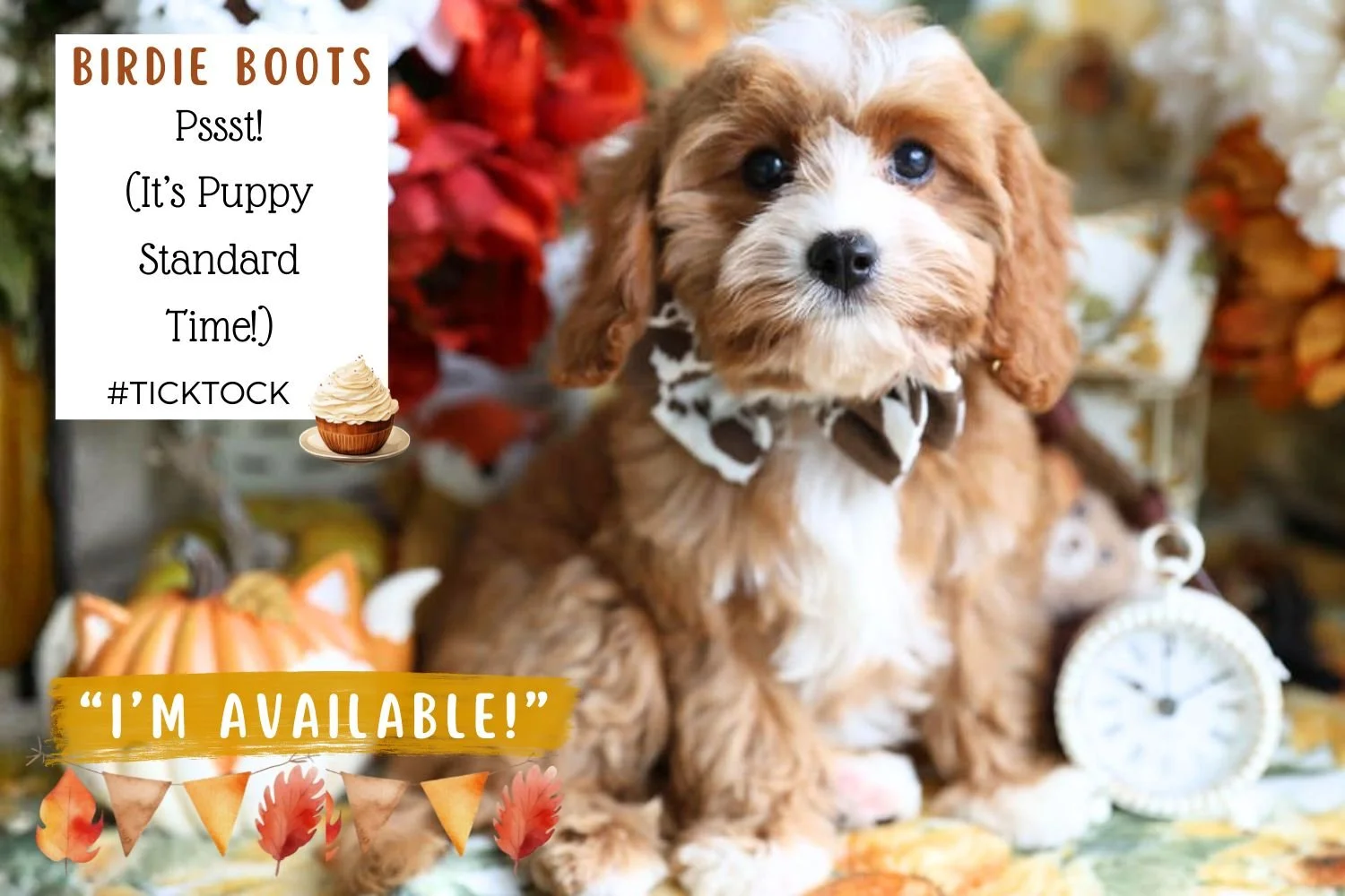 Foxglove Farm Birdie Boots "I'm Available!"