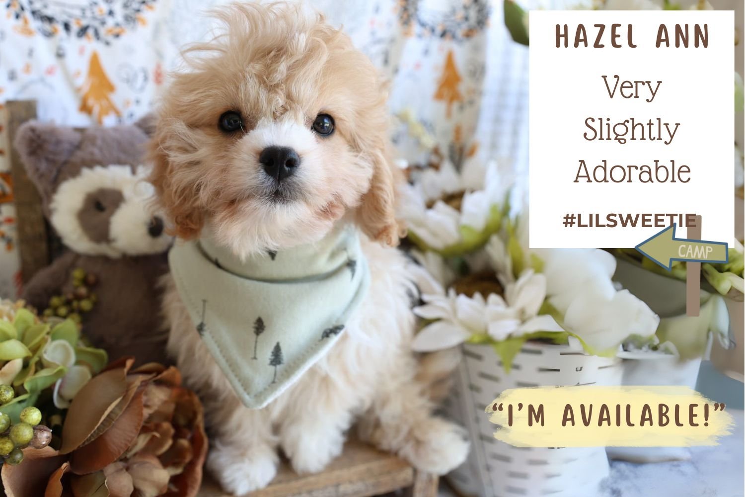 Foxglove Farm Hazel Ann "I'm Available!"
