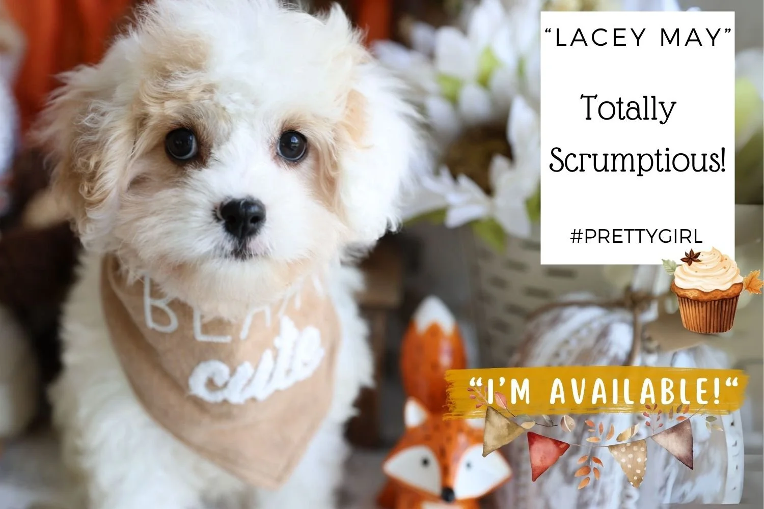 Foxglove Farm Lacey May "Please don't purchase me! I'm on HOLD for Heather in Ohio!"