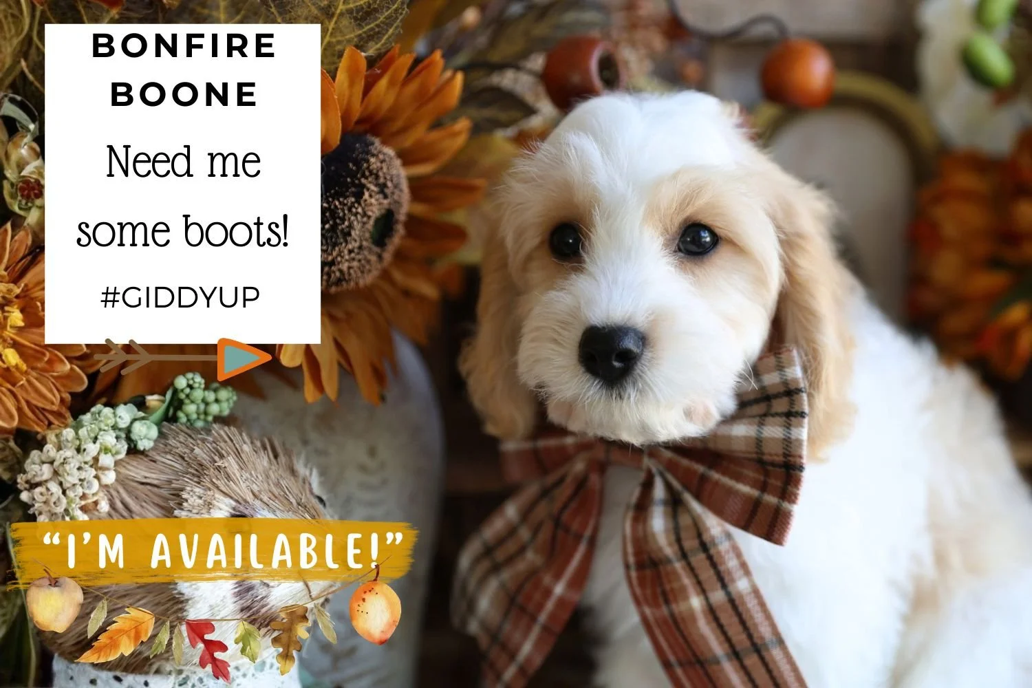 Foxglove Farm Bonfire Boone "Please don't purchase me! I'm HOLD for Angie & her family!"