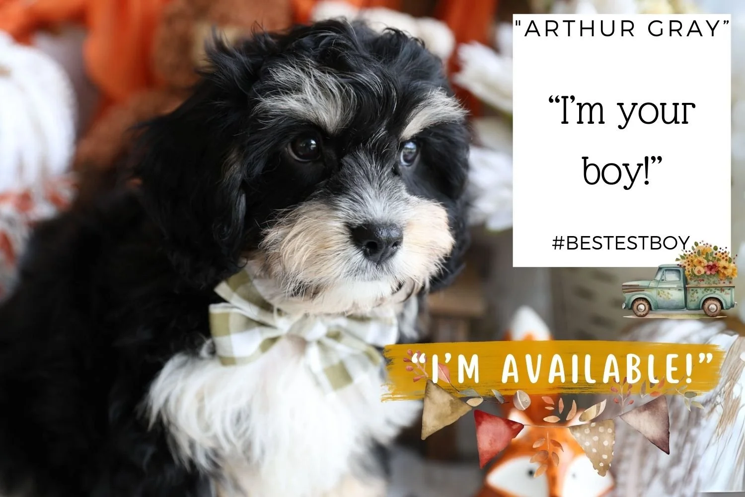 Foxglove Farm Arthur Grey "I'm Available!"