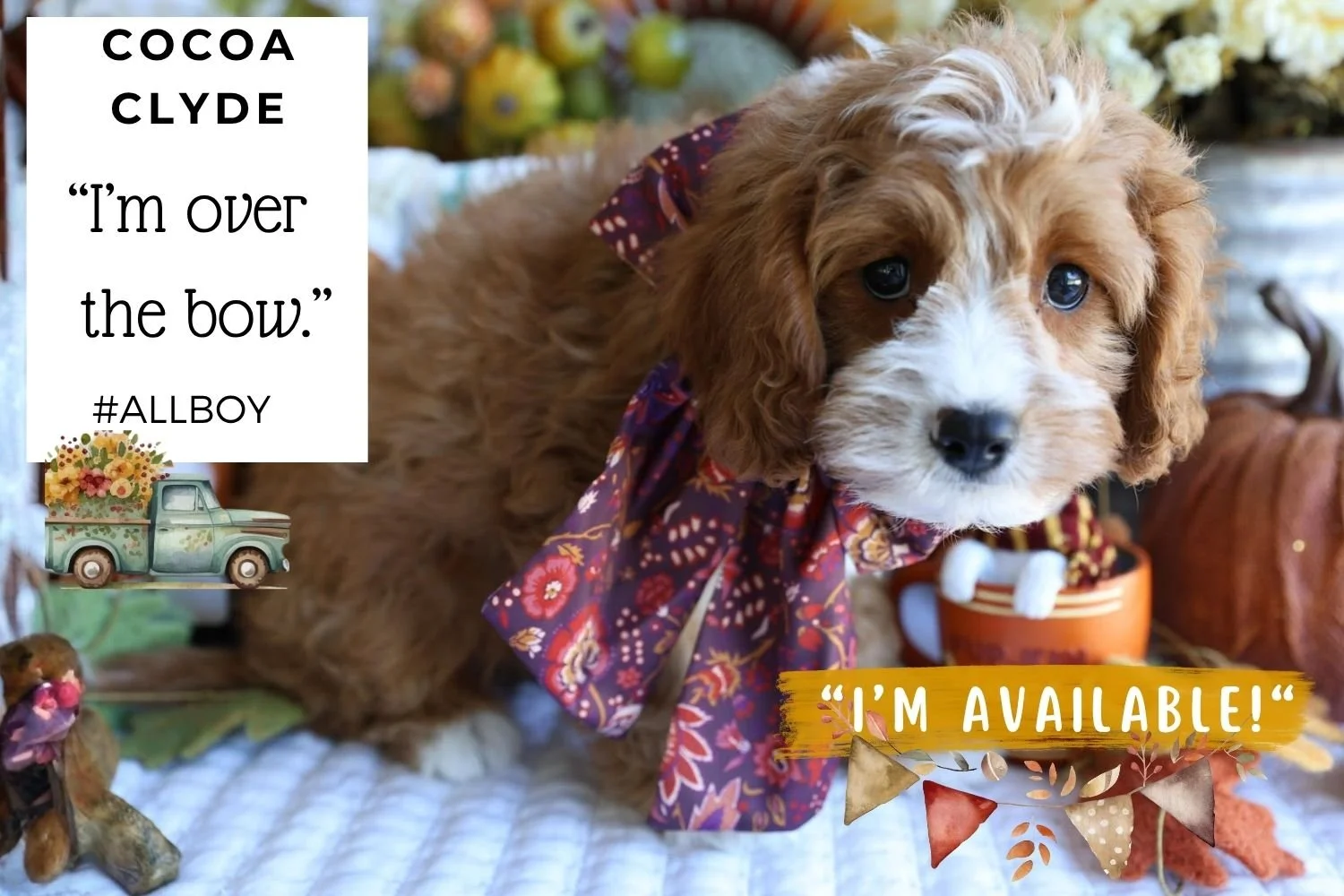 Foxglove Farm Cocoa Clyde "I'm Available!"