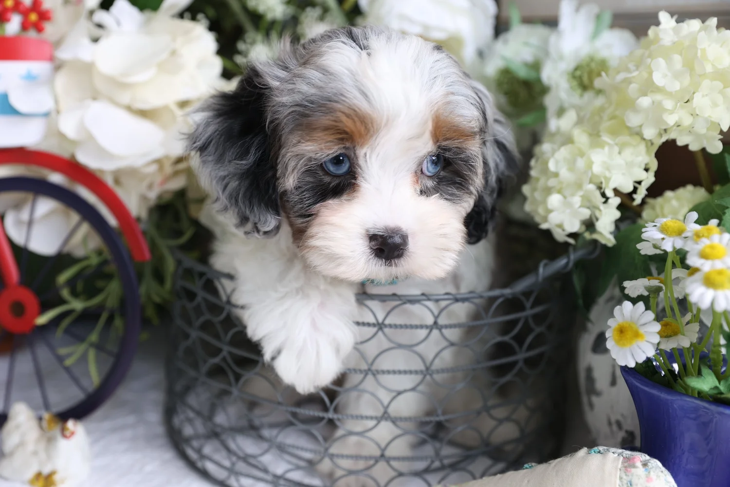 Cavachon Breeder Cavachon Dogs For Rehoming Cavachon Breeders