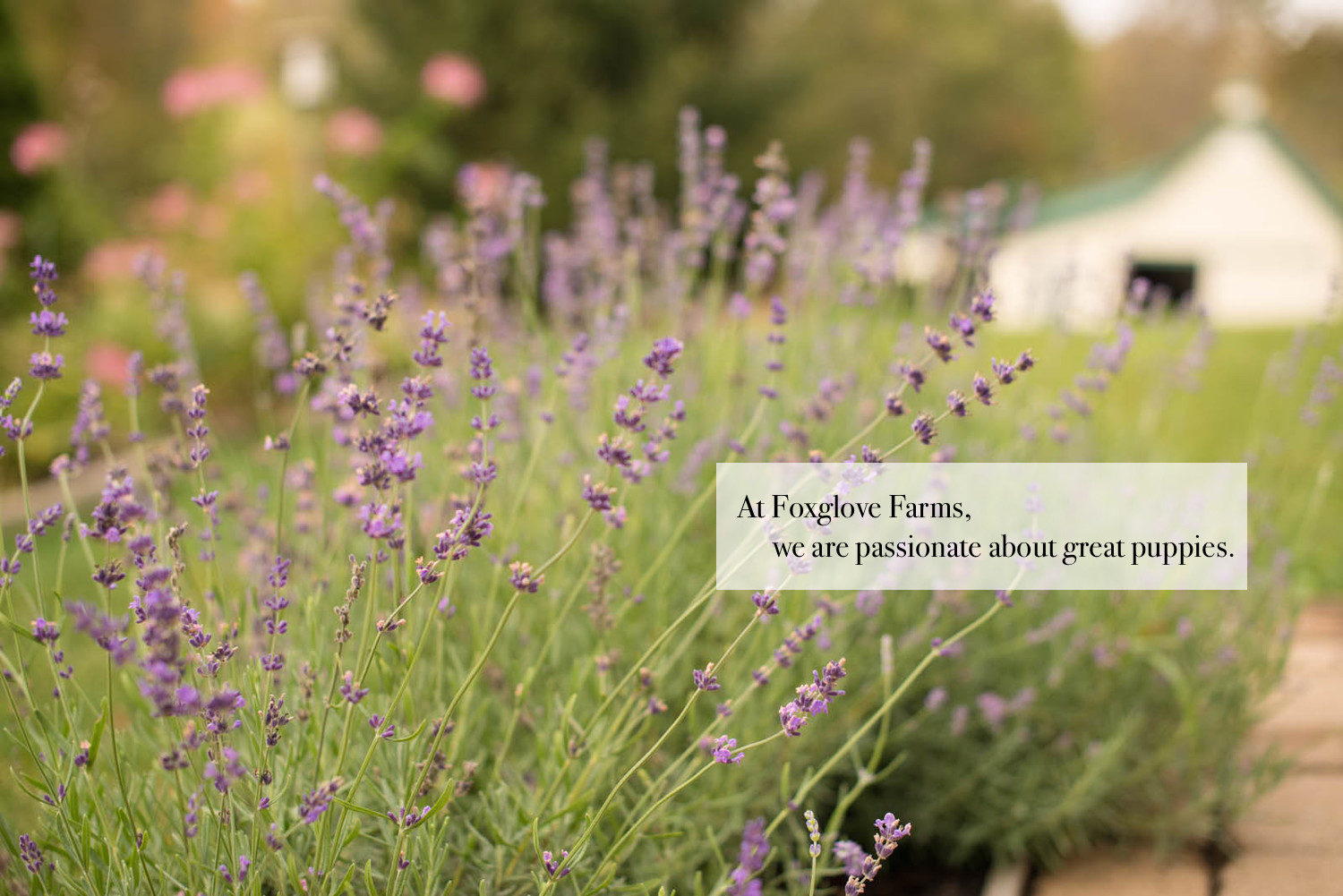 Foxglove-2.jpg