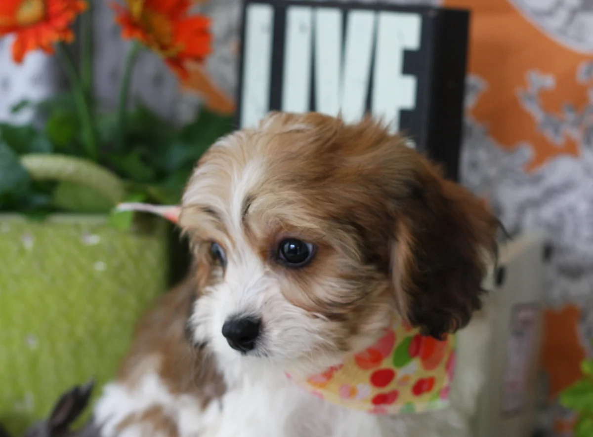 foxglove cavachon puppies