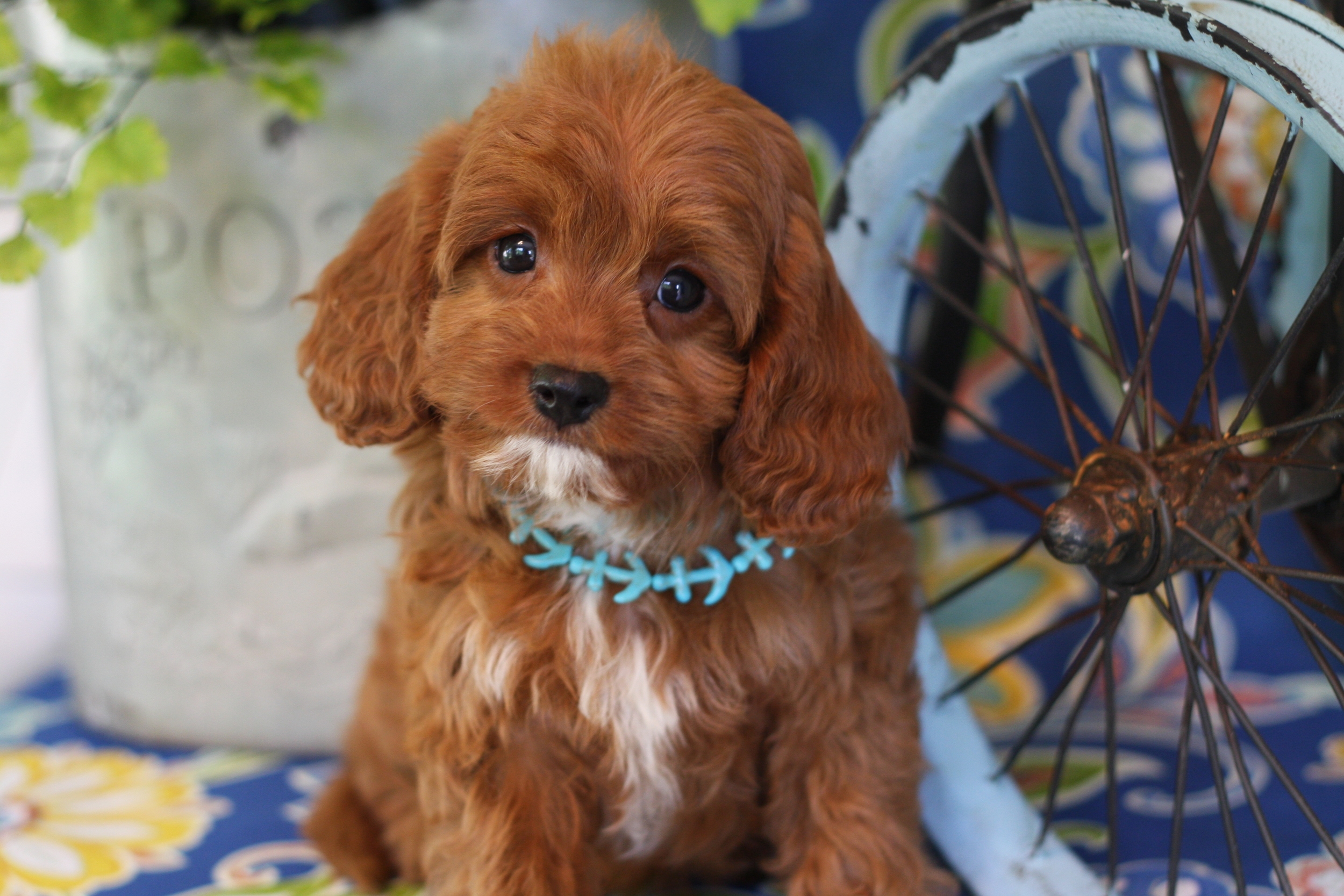 teacup cavapoo puppy