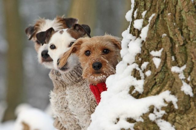 Remember, your new puppy is like a sponge, she’ll absorb and learn from everyone she associates with, so keep an eye on her four footed role models!