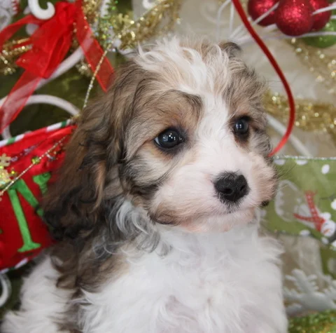 cavachon puppies done deal
