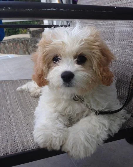 cavachon+dog.jpeg