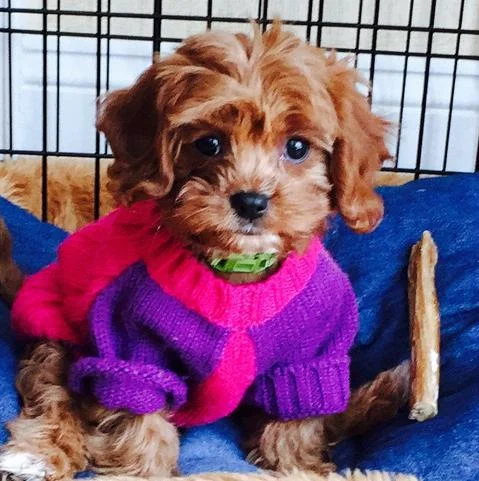Here is a picture of her in a sweater that is too big.
