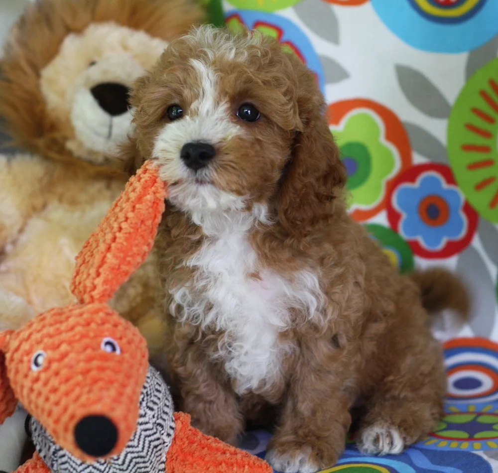 toy cavapoo size