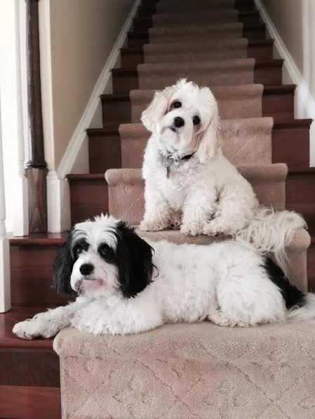 Cavachons .jpg