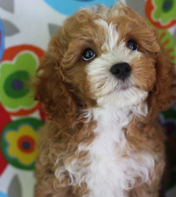 34 HQ Photos Cavapoo Puppy Panting - Page 3 Designer Breeds High Resolution Stock Photography And Images Alamy