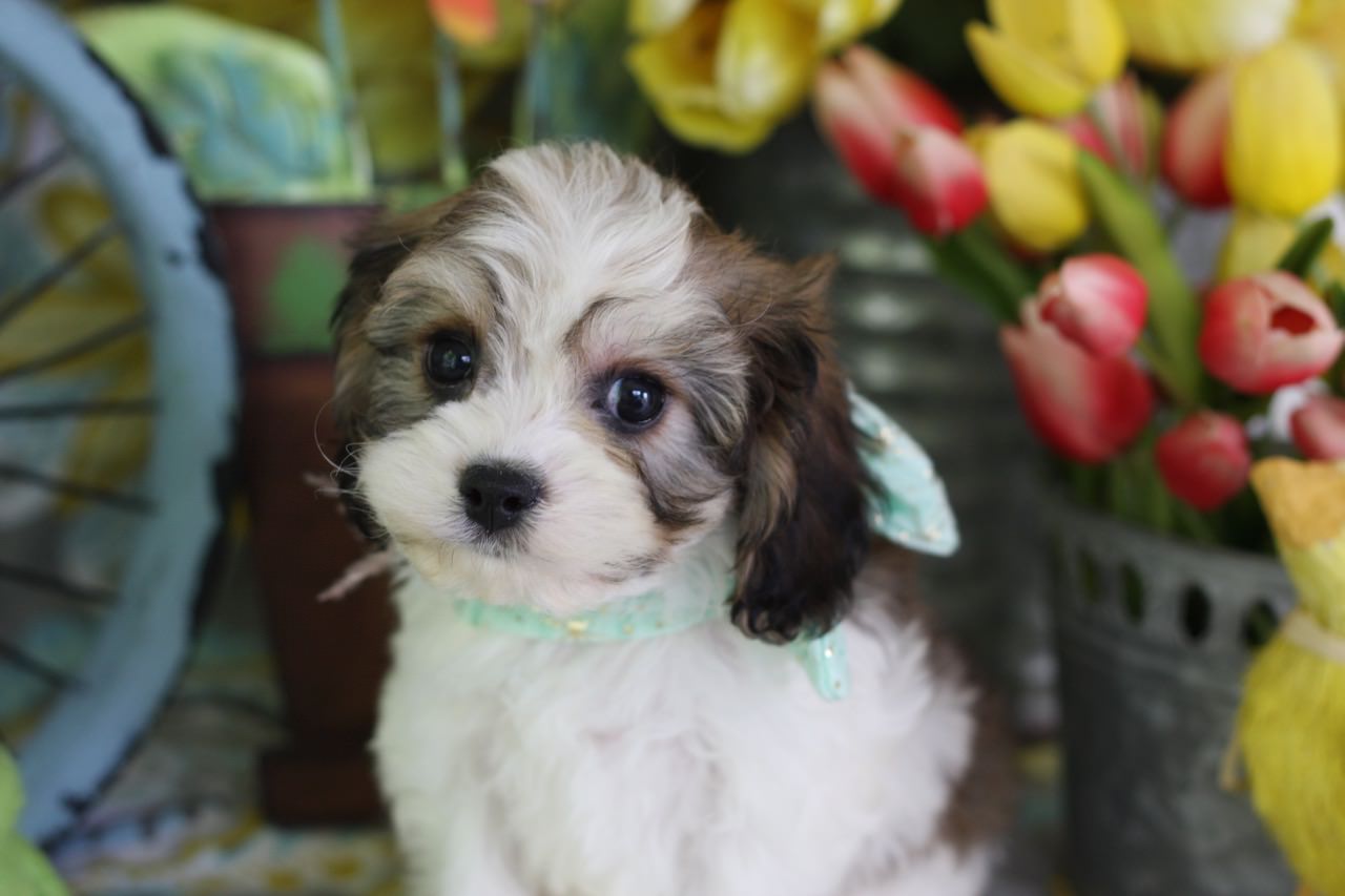 foxglove cavachon puppies
