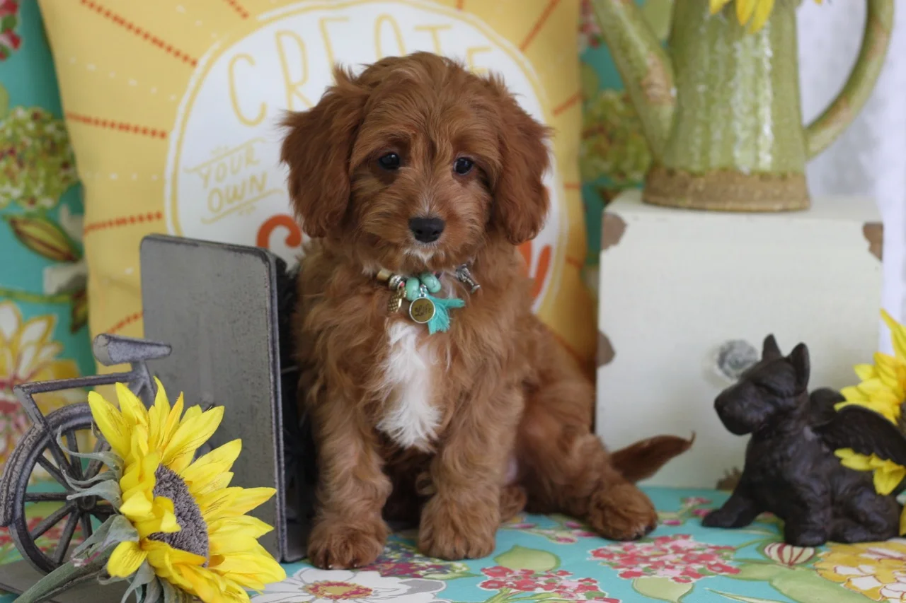 cavapoo.jpeg