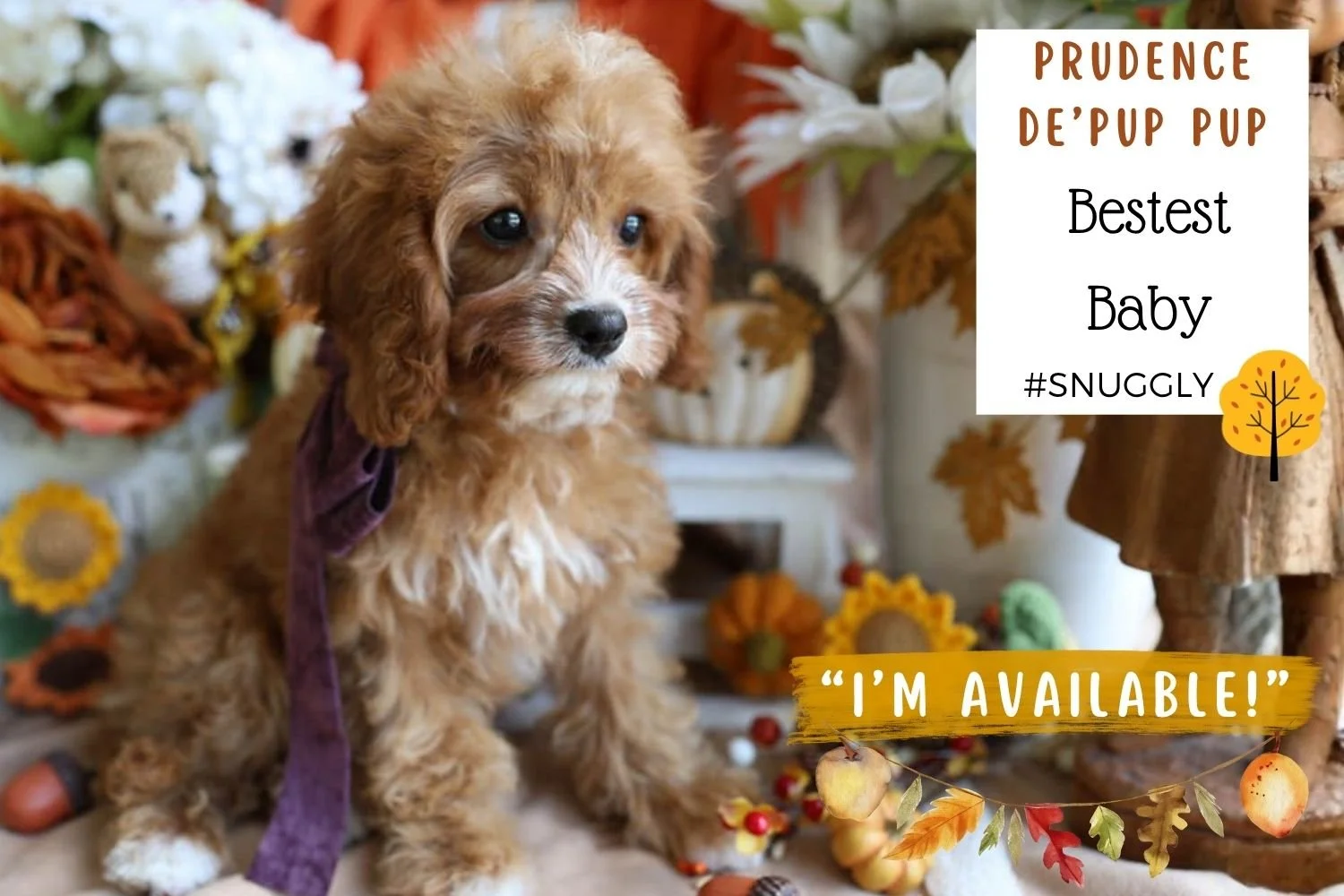 Foxglove Farm Prudence De' Pup Pup "I'm Available!"