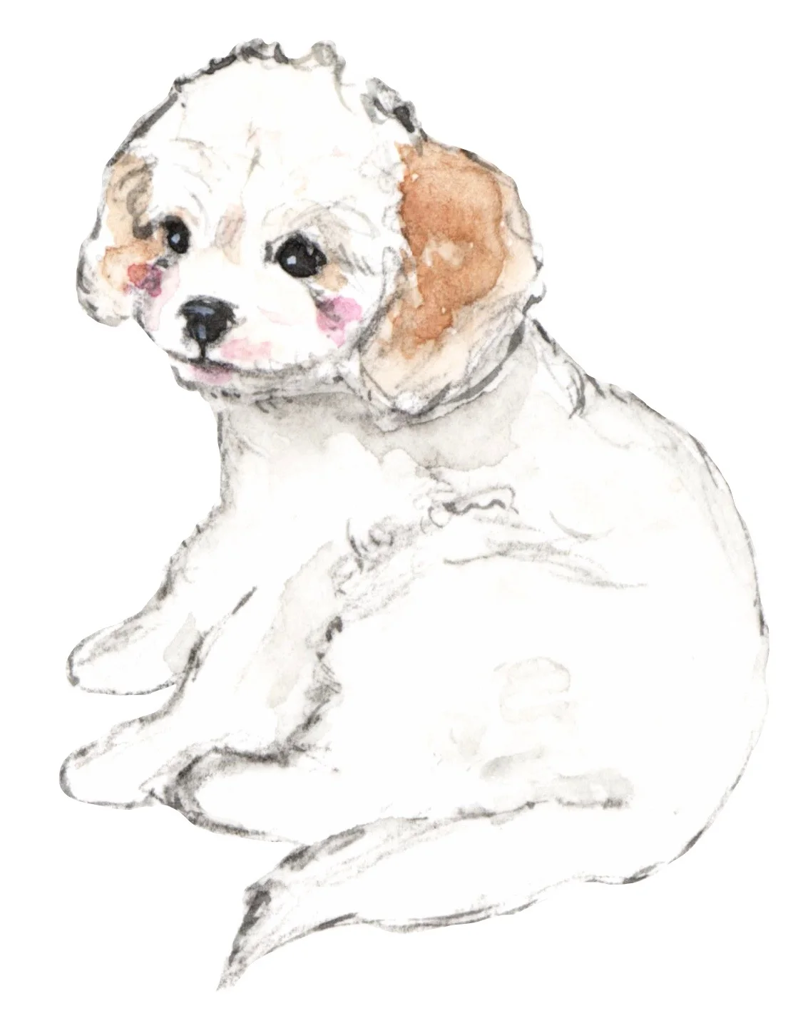 cavachons&poos9.jpg