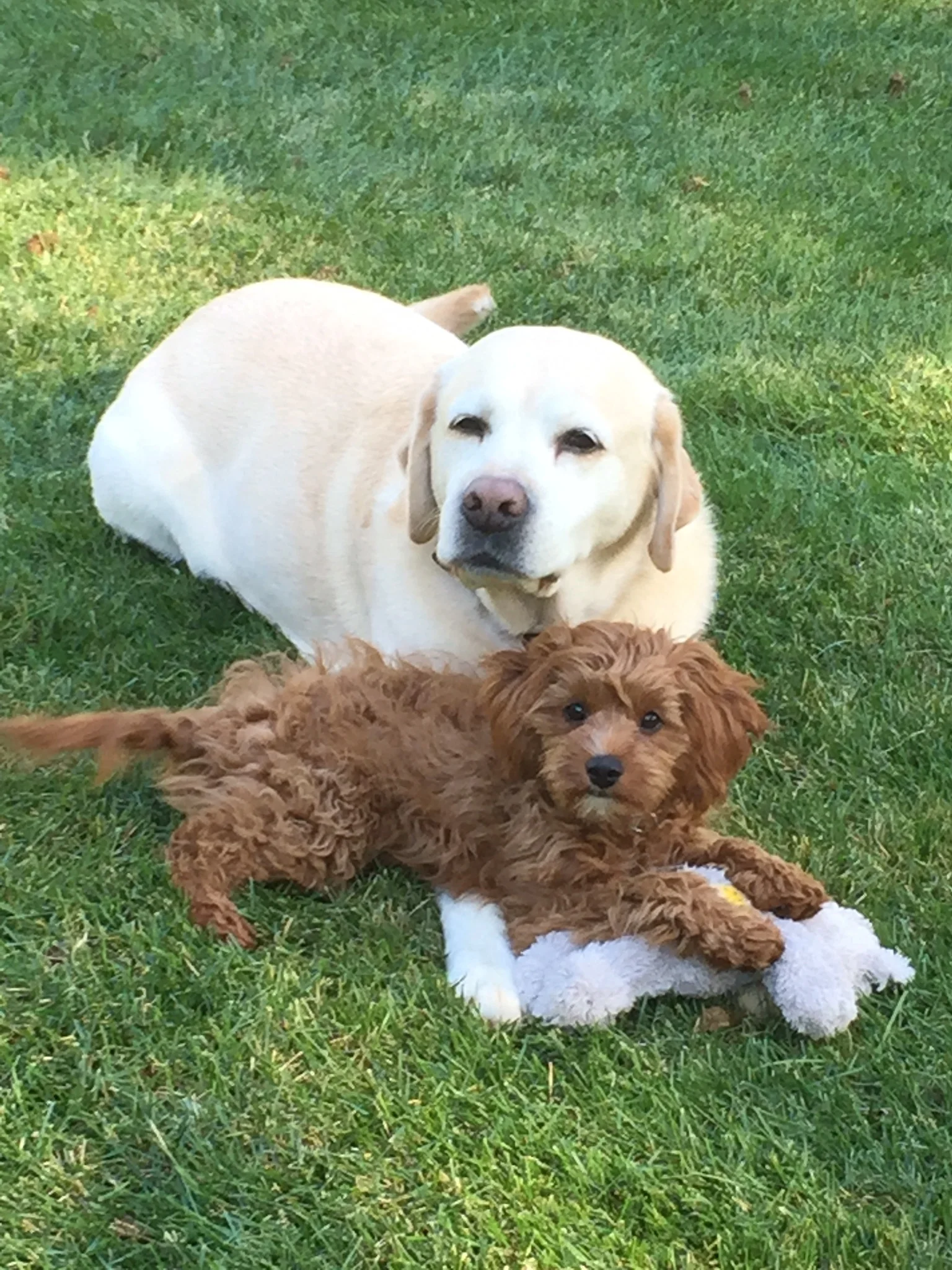 Cavapoo+Puppy+Holly+from+Foxglove+Farm.jpeg