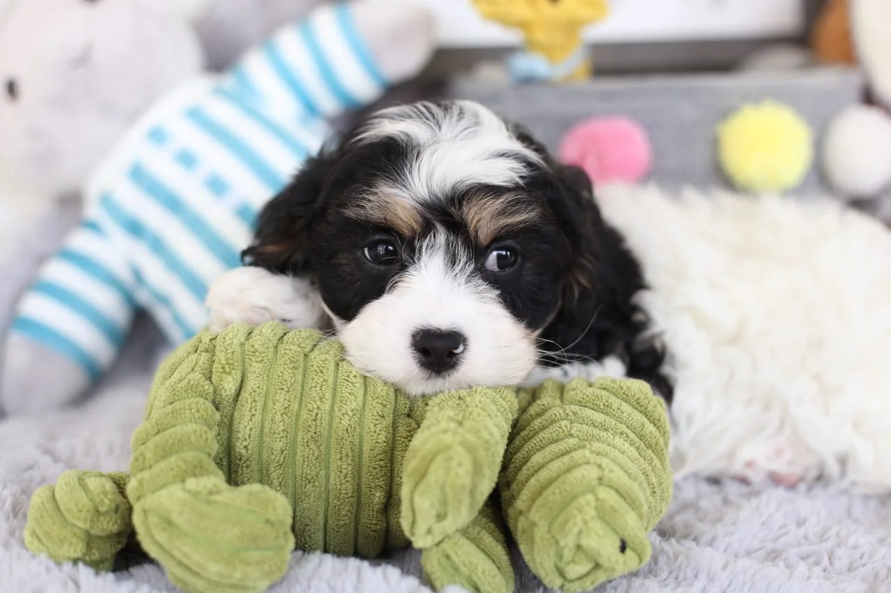 sarah's cavapoo puppies