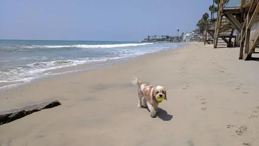 Cavachon from Foxglove Farm loves the beach.jpg