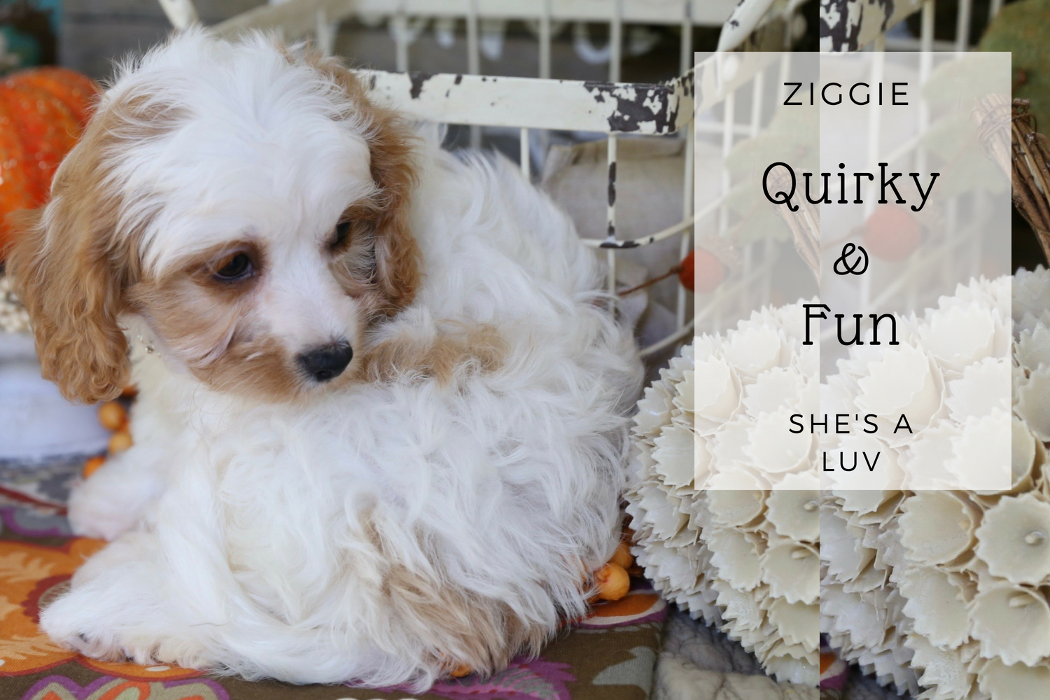 Cavachon puppy for sale